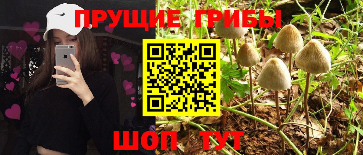 Партизанск  Галлюциногенные грибы Psilocybe  Вход с VPN 